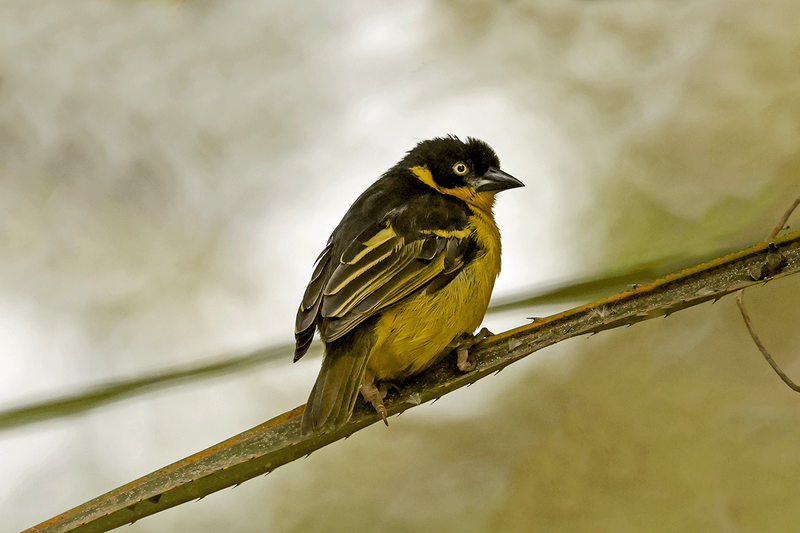Baglafecht Weaver