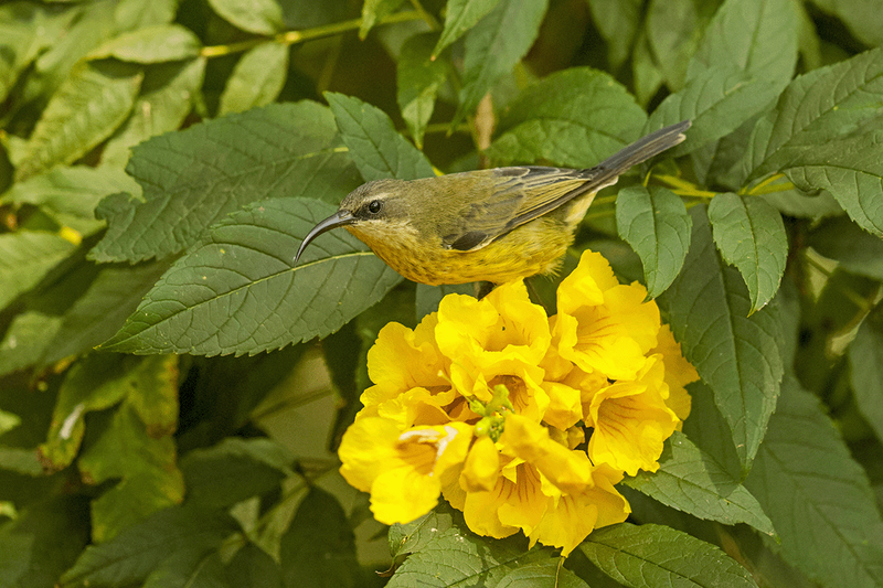 Bronzed Sunbird