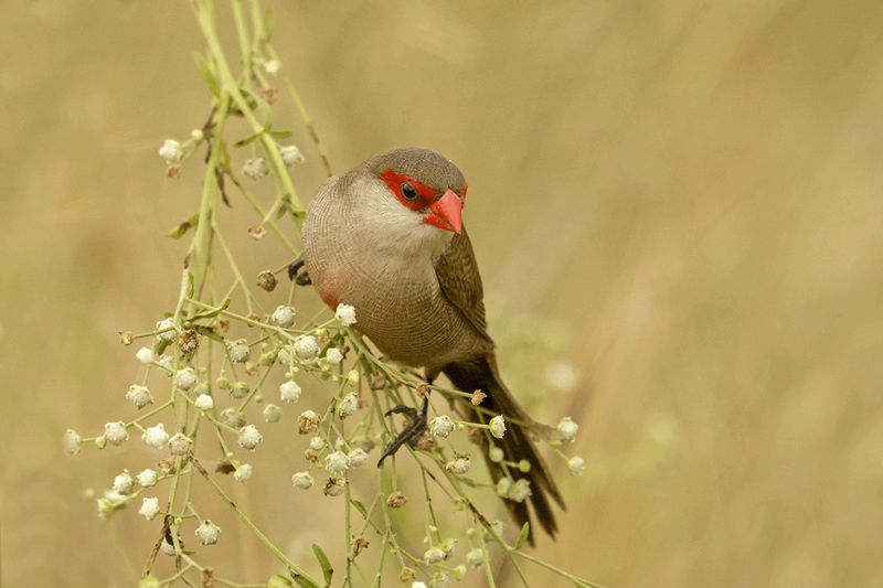 Common Waxbill