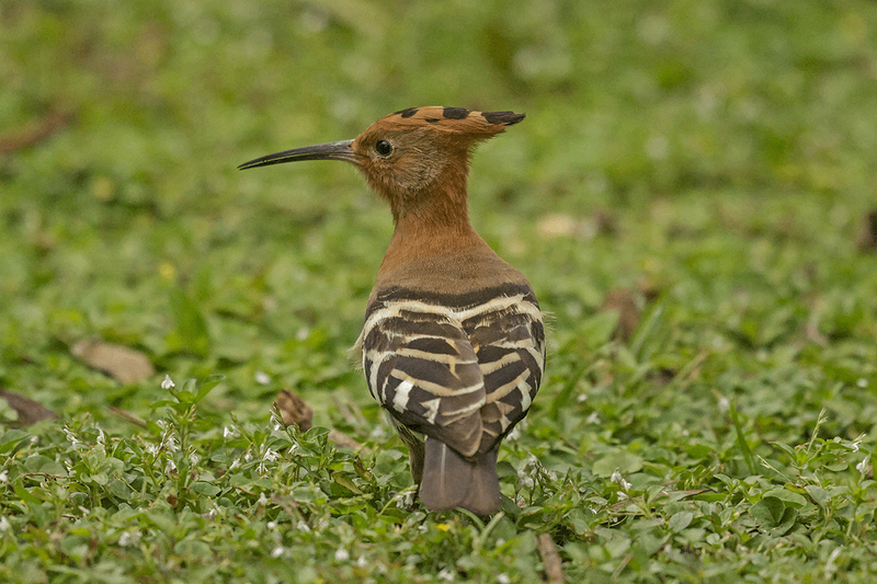 African Hoopoe