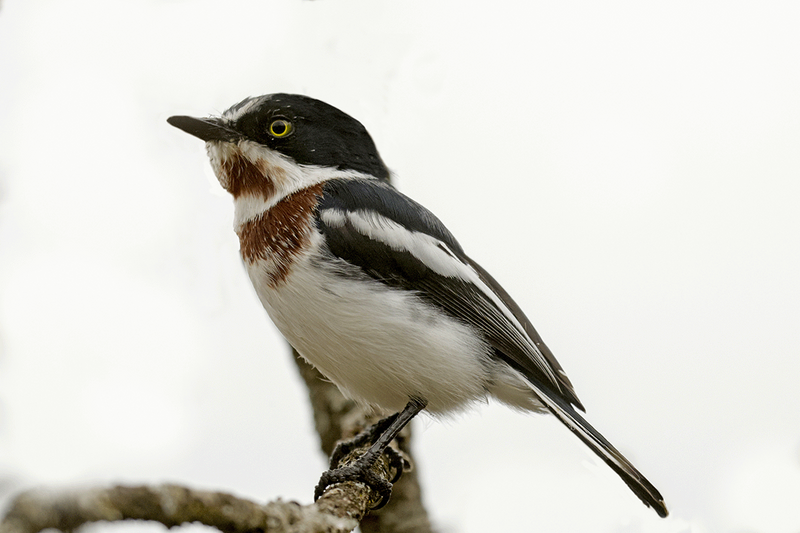 Chinspot Batis