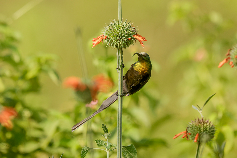Bronzed Sunbird
