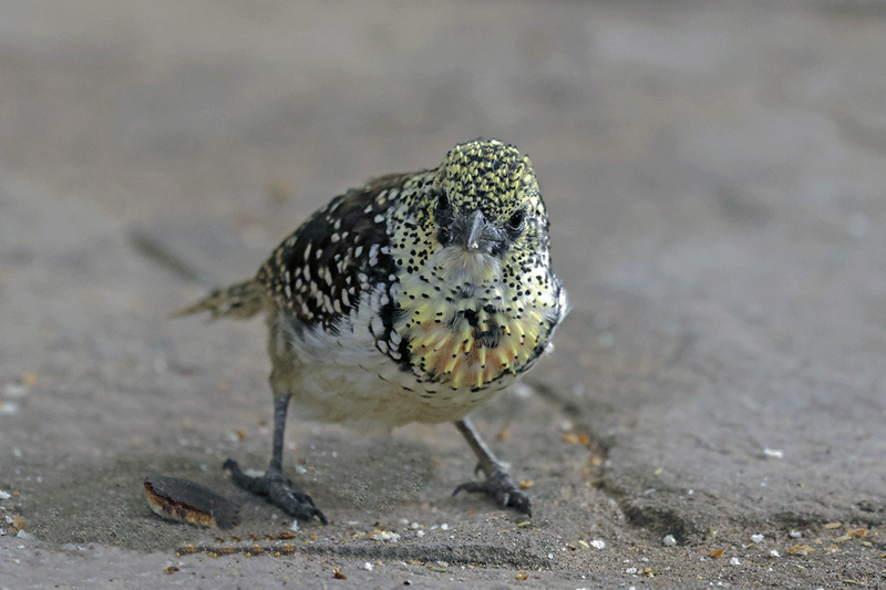 D'Arnaud's Barbet