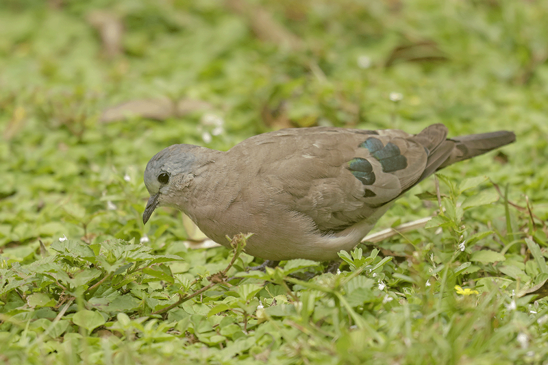 Emerald-Spotted Wood-Dove