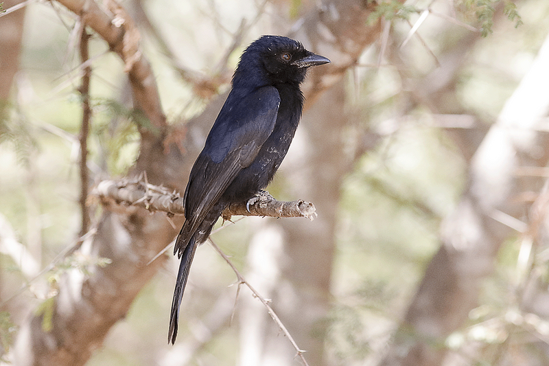 Fork-tailed Drongo