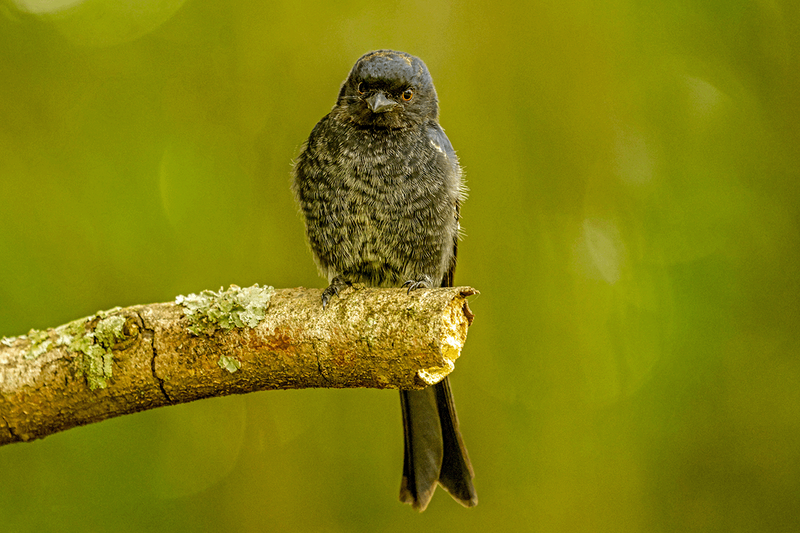 Fork-tailed Drongo