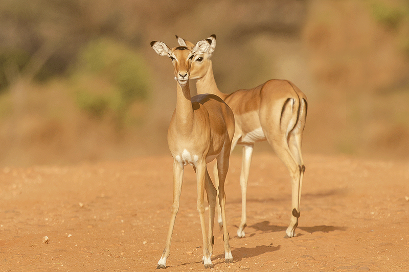 Impala
