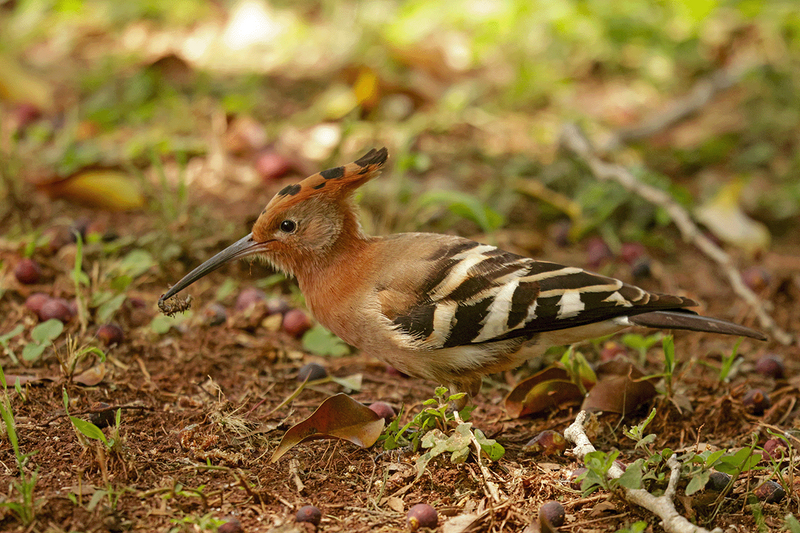African Hoopoe