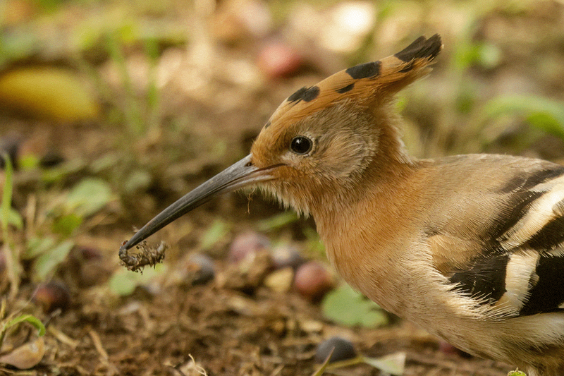 African Hoopoe