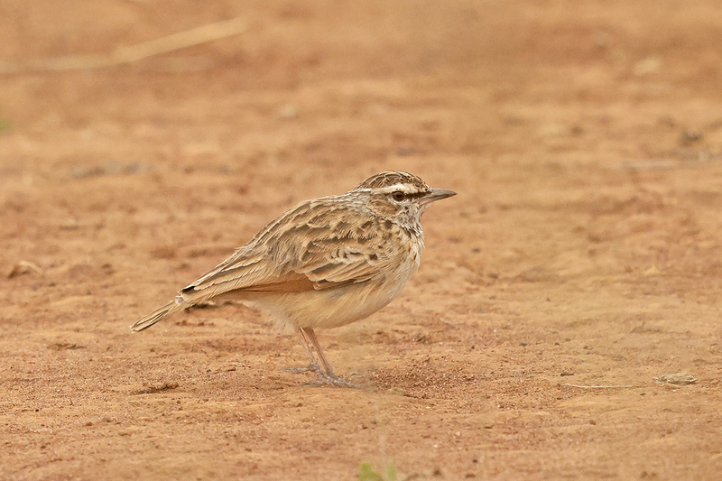 Fawn-colored Lark