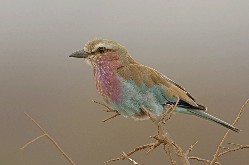 Lilac-breasted Roller