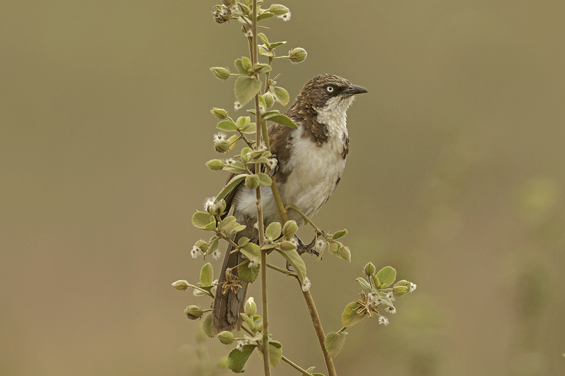 Northern Pied-Babbler