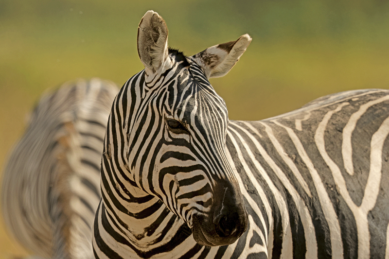 Zebra
