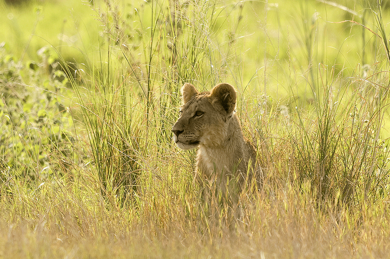 Lion