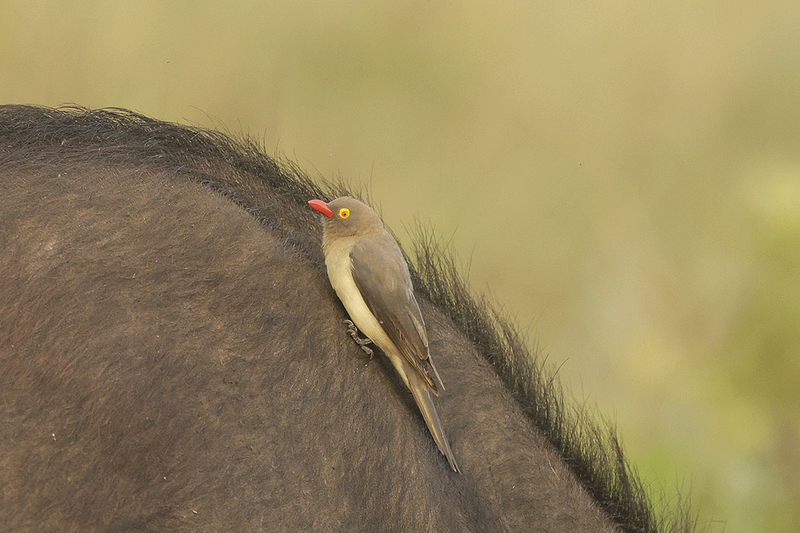 Red-billed Oxpecker