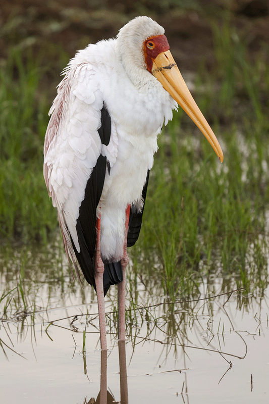 Yellow-billed Stork