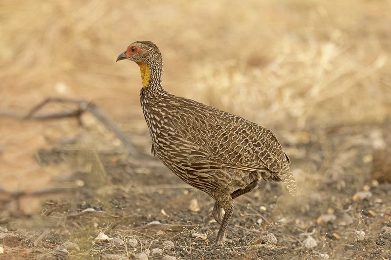 Yellow-necked Spurfowl