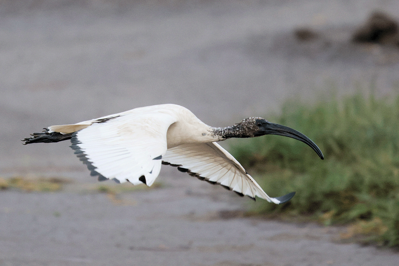 African Scared Ibis