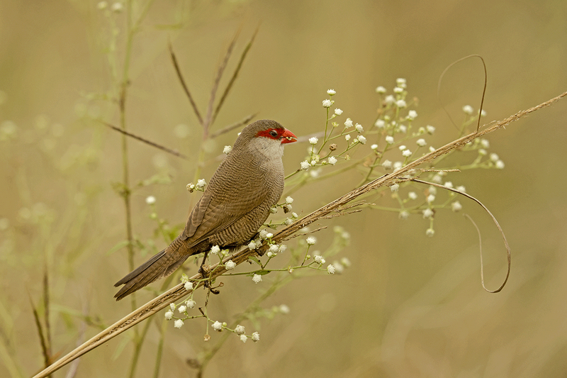 Common Waxbill