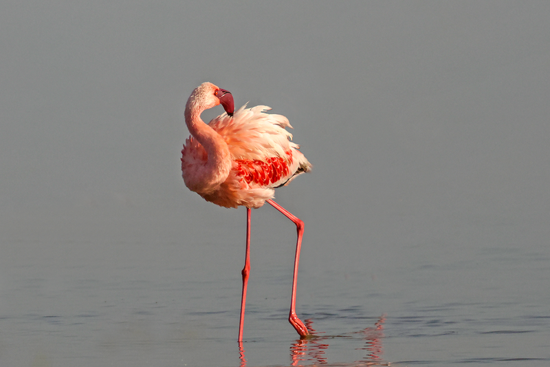 Lesser Flamingo
