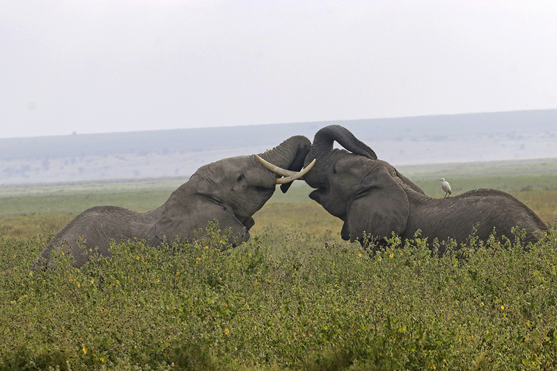 Savannah Elephant