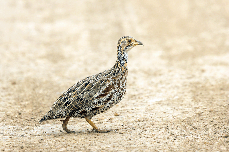 Shelley's Francolin