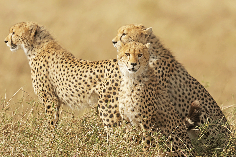 Cheetah