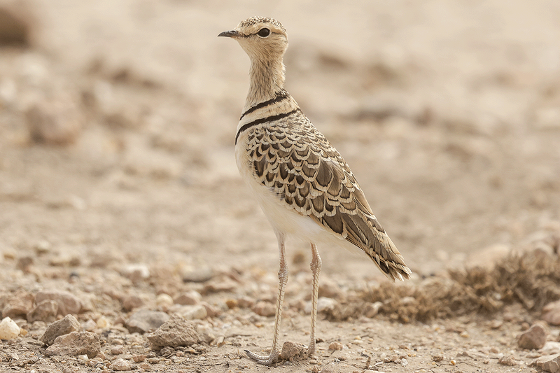 Double-banded Courser