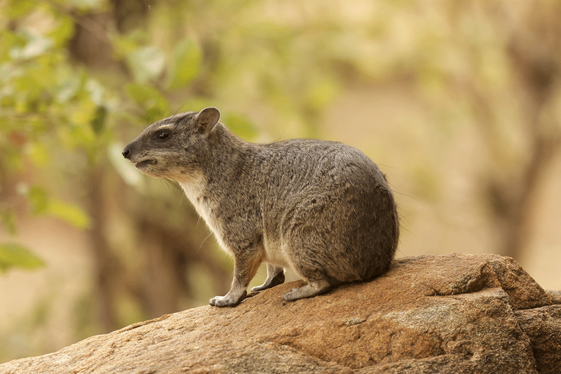 Rock Hyrax