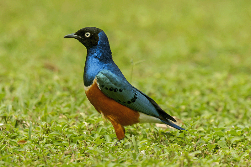Superb Starling