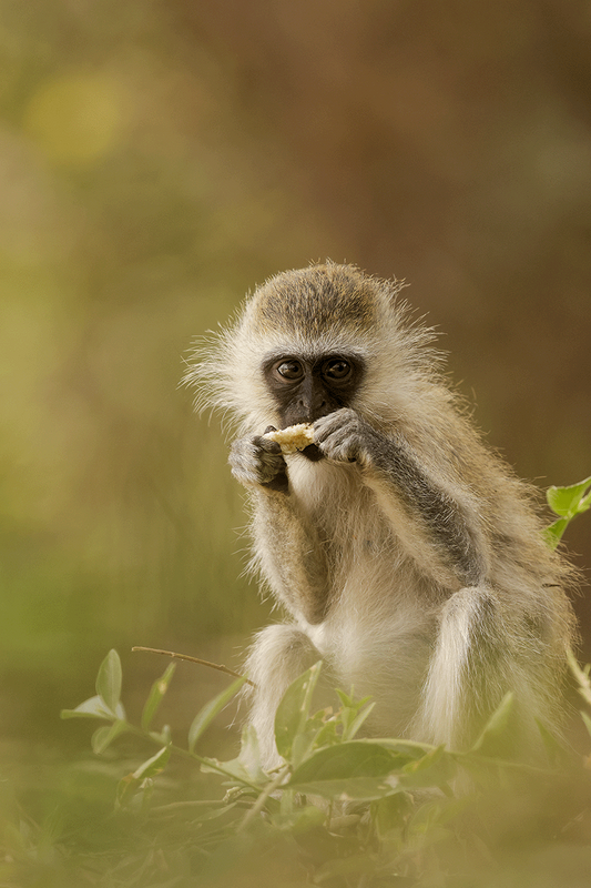 Vervet Monkey
