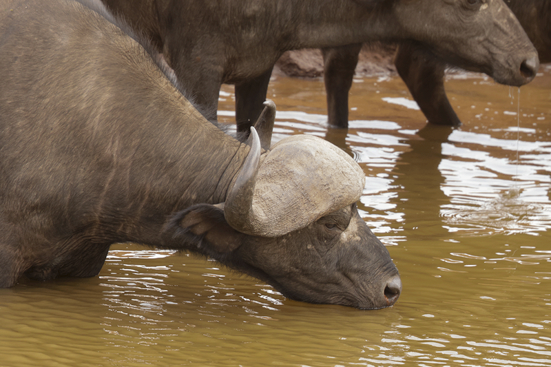 African Buffalo