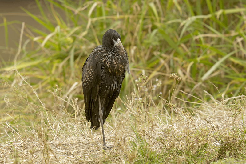 African Openbill