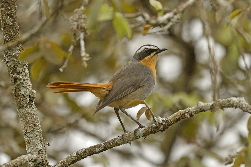 Cape robin-Chat