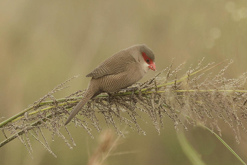 Common Waxbill