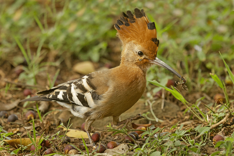 African Hoopoe