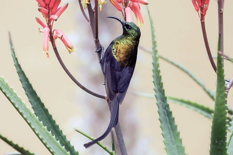 Bronzed Sunbird