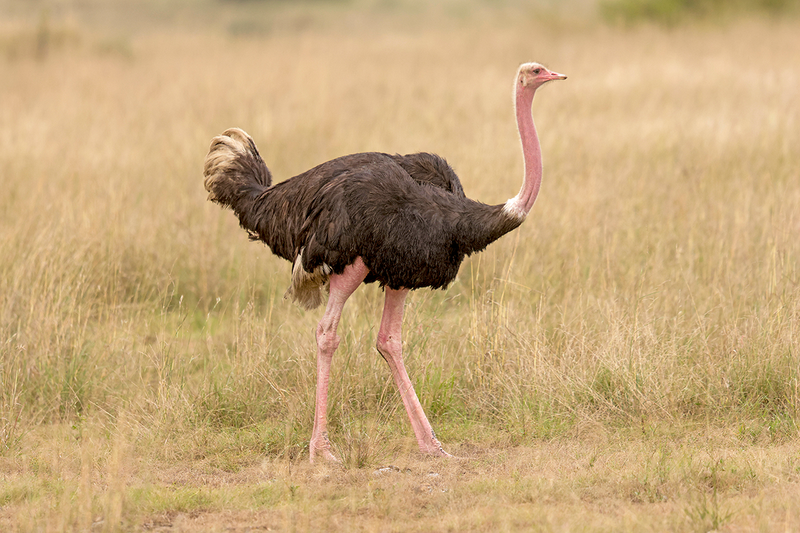 Common Ostrich-Nairobi NP-Kenya-4.png