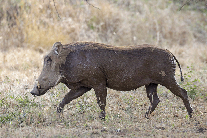 Common Warthog