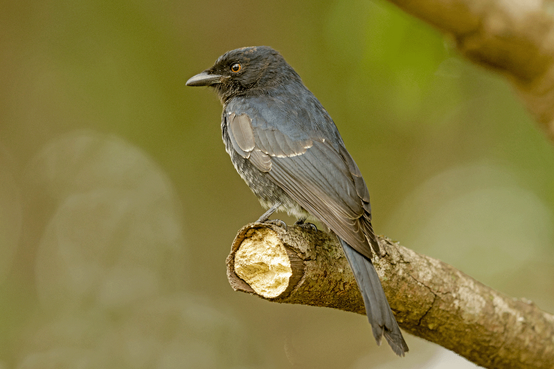 Fork-tailed Drongo