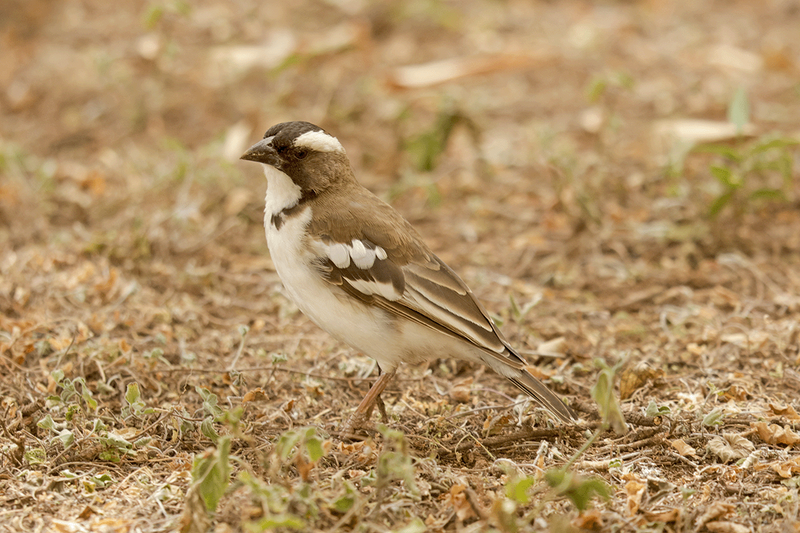 White-browed Sparrow-Weaver