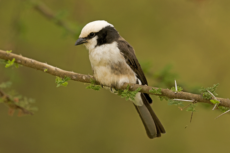 White-rumped Shrike