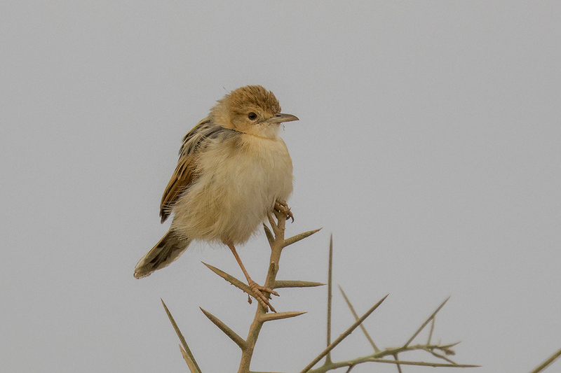 Winding Cisticola