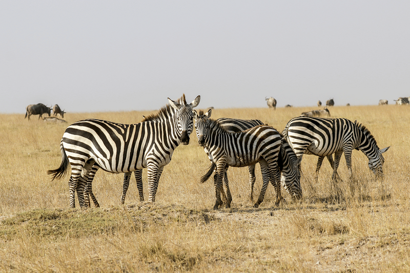 Zebra