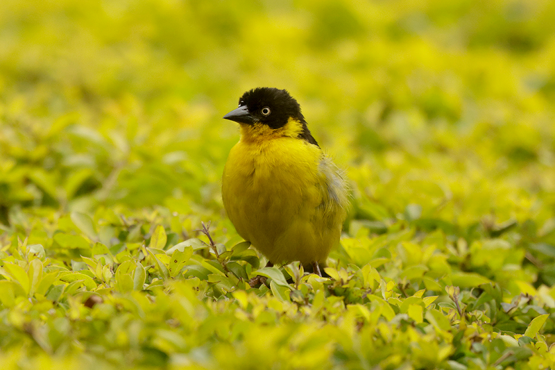 Baglafecht Weaver