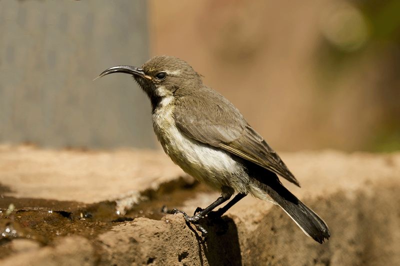 Beauiful Sunbird