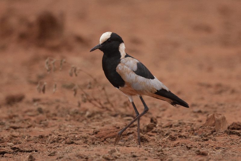 Blacksmith Lapwing