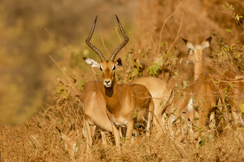 Impala