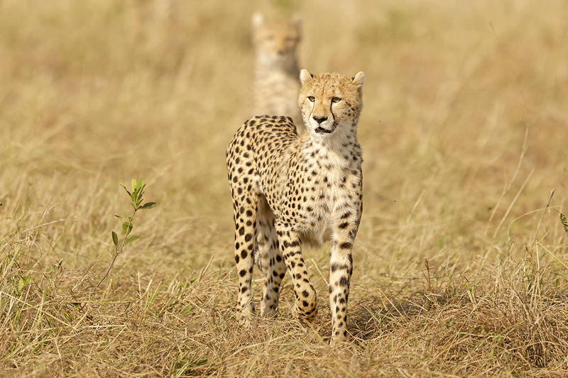Cheetah