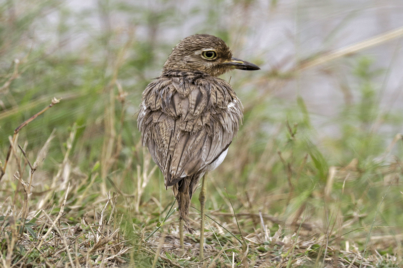 Water Thick-knee